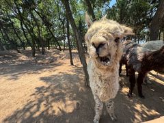 -西霞口神雕山野生动物世界