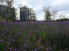 -杭州城北体育公园