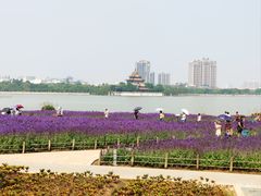 -顺峰山公园