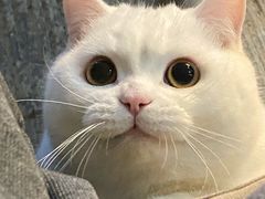 -安安宠医·安宠宠物医院