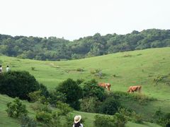 -大姆山草场