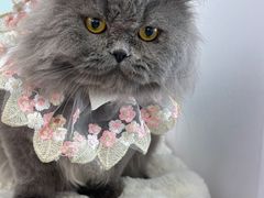 -爱洗澡的猫(望京店)