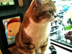 -咖法森林·咖啡  酒吧(天河店)