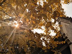 -南岳衡山风景名胜区-南岳大庙