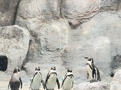 -合肥野生动物园