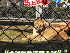 -合肥野生动物园