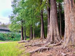 -青龙山国家森林公园
