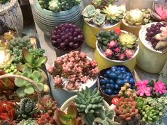 -双季花艺园艺市场(浦东店)