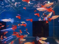-双季花艺园艺市场(浦东店)