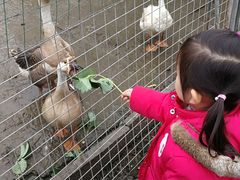 -小鱼草莓采摘园农家乐·小鱼餐厅