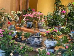 -溪岸路花鸟市场