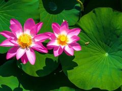 -羊亭河湿地公园