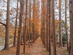 -上海长兴岛郊野公园