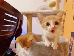 -瑞派动物医院·绝育·犬猫全科·预防医学(光景江南中店)