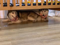 -Husky Go! 哈士奇体验馆·宠物咖啡厅狗咖