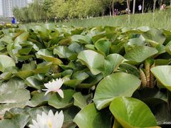 -雁滩公园