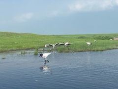-黑龙江扎龙生态旅游区