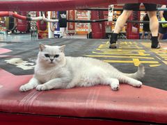 -拳盛时代拳击俱乐部(北京路店)