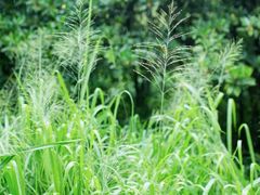 -福田红树林生态公园