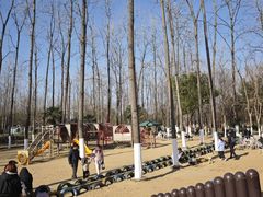 -合肥滨湖国家森林公园