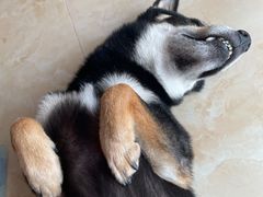 -帕帕拉兹宠物(亚洲旗舰店)