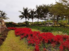 -亚龙湾国际玫瑰谷