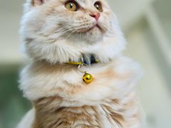 -瑞派宠物医院·犬猫全科·猫友好(宾水西道店)