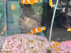 -青石桥花鸟鱼虫市场(叠翠城店)