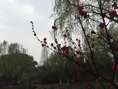 -瀛洲公园