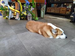 -771餐吧·咖啡·西餐·烤肉(金湖广场店)