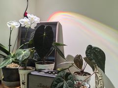 -本無咖啡·BeanWood Coffee