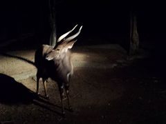 -清迈夜间动物园