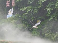 -广州长隆飞鸟乐园