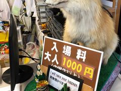 -宫城藏王狐狸村