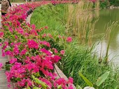 -福田红树林生态公园