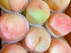 -南汇新场正宗水蜜桃采摘