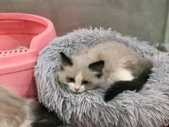 -糯米喵星人总部直营旗舰店·猫舍·幼猫出售