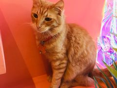 -藏猫猫咖啡主题馆(中央大道店)