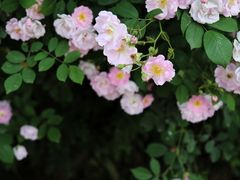 -白鹭湾湿地公园