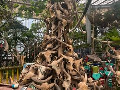 -呀路古热带植物园