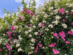 -小鱼草莓采摘园农家乐·小鱼餐厅