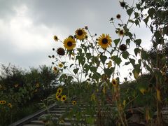 DSC08514-永定河休闲森林公园