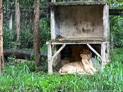-清迈夜间动物园
