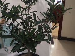 -秦美花卉(天朗·莱茵小城2期店)