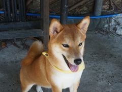 -柴犬高等学院·狗咖·柴犬售卖·宠物训练