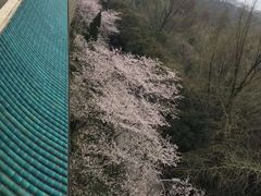 -武汉大学-樱园