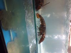 大铁勺酒楼(东丽新业广场店)-大铁勺新津菜(东丽阳光新业广场店)