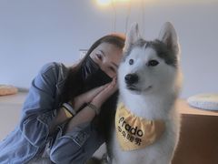 -Husky Go! 哈士奇体验馆·宠物咖啡厅狗咖