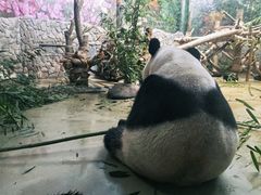 -成都动物园