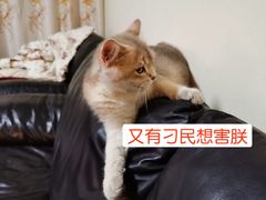 -东方名猫馆·英短金渐层布偶猫舍(环线广场1号楼店)